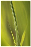 Grünes, grünes Gras der Heimat