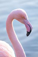 Portret van een flamingo in het water in pastel tinten