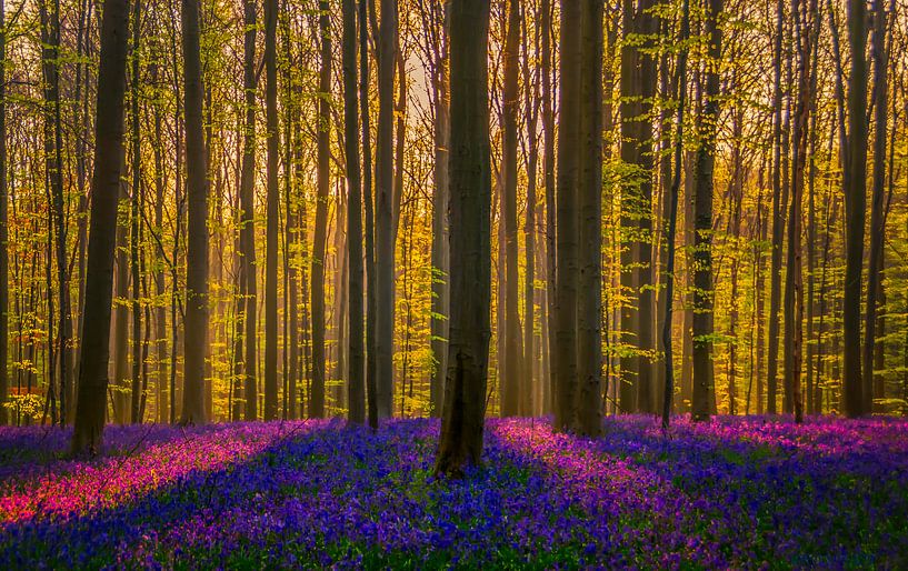Hallerbos von Els van Dongen