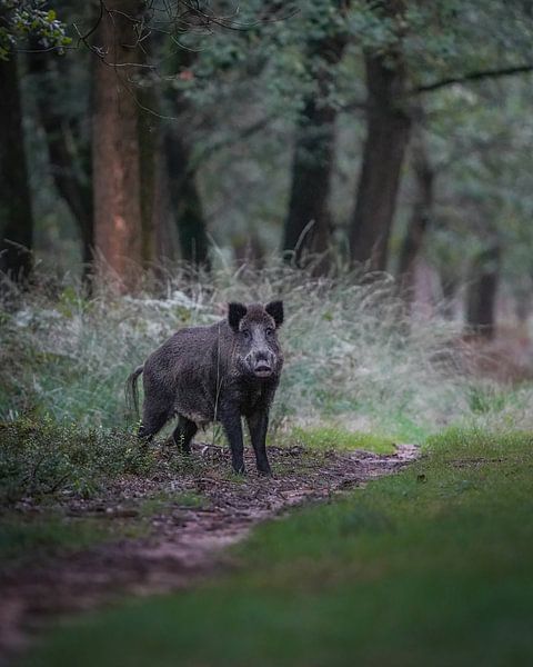 Wildschwein in der Kroondomein von Tom Zwerver