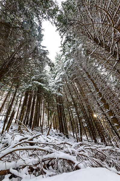 Winter forest by Wouter van Woensel