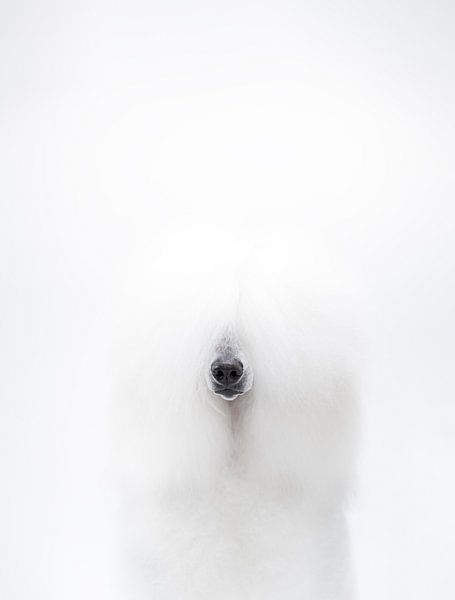 Caniche blanc par Janine Bekker Photography