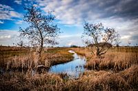 De Weerribben (Wanneperveen)