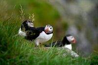 Starrer Papageientaucher