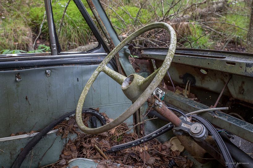 Steer in car at cemetery in forest in Ryd, Sweden by Joost Adriaanse