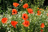 Klaprozen in het veld