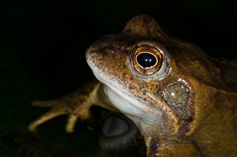 Kikker von Ludo Beckers