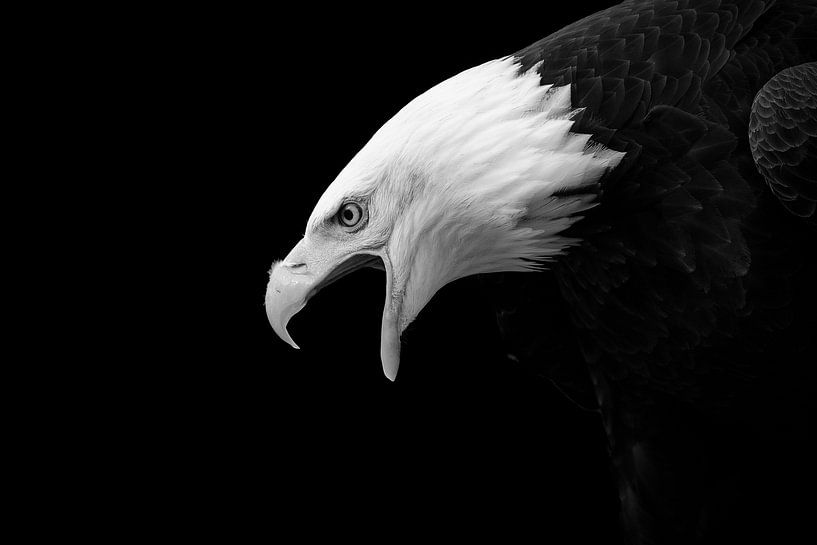 Portrait of an angry screaming sea eagle or eagle against a black background by Elles Rijsdijk