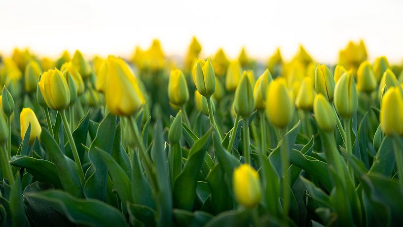Tulipes jaunes aux Pays-Bas, région des bulbes par Jeroen Somers