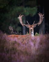 Fallow deer