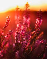 Blühende Heides bei Gasterse Duinen, Drenthe, die Niederlande