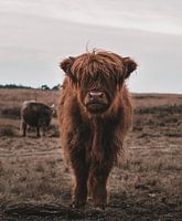 Schottischer Highlander