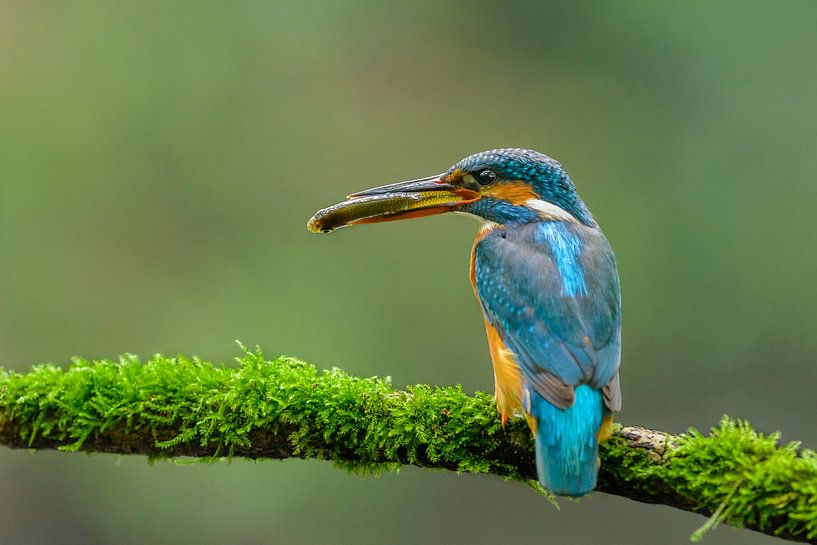 &quot; Reine &quot; fisher-2 par Richard Guijt Photography