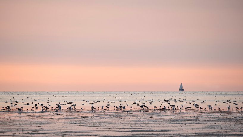 Vogels op het Friese wad van Barbara Brolsma
