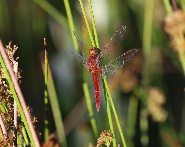 Feuerlibelle von Matthias Brix