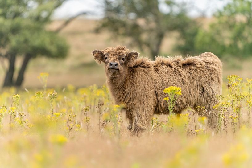 Scottish Highlander calf on the heath. by Albert Beukhof