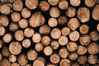 Aufgestapelte Baumstämme auf der Veluwe (liegend)