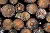 Wunderschöne Muster auf einem Holzhaufen im Wald