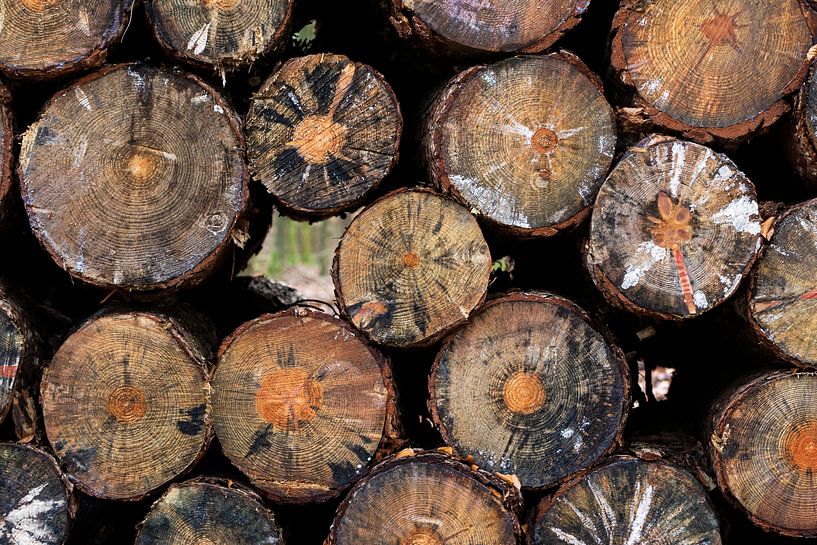 Wunderschöne Muster auf einem Holzhaufen im Wald von Connie Posthuma