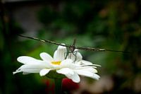 Gelassener Schmetterling