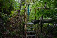 Abandoned pool taken over by nature.