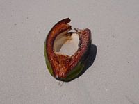 Coconut Beach - Barbados