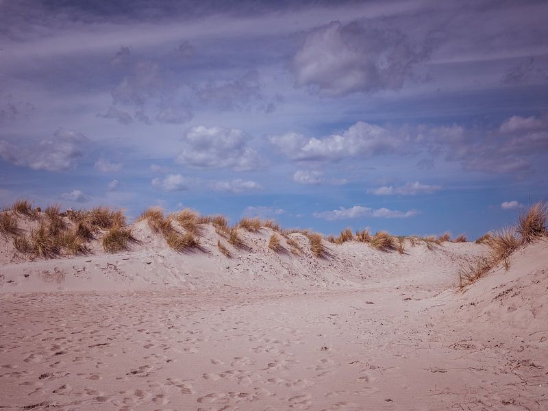 Sand dunes on the beach of Warnemünde at the Baltic Sea by Animaflora PicsStock