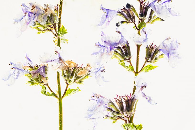 Herbes à chat dans la glace 2 par Marc Heiligenstein