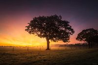 Gloire précoce sur le Polder