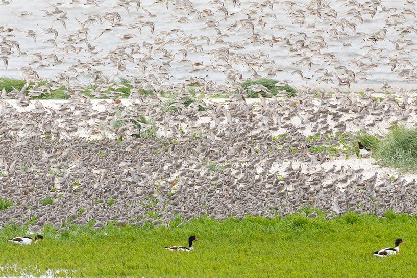 Kanus fliegen auf über Shelducks von Anja Brouwer Fotografie