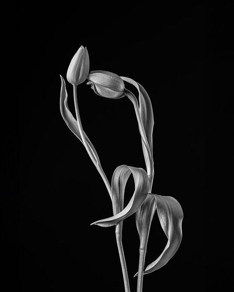 Dutch tulip glory by Yvonne Van Hijum