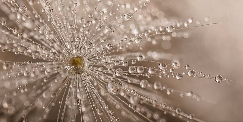 Un panorama d&#039;une peluche de pissenlit avec des gouttes par Marjolijn van den Berg