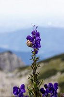 Schnecke auf Echter Eisenhut