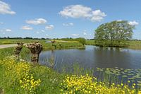 Wasser mit Kopfweiden