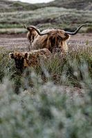 Schottische Highlander Familie