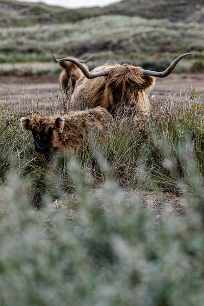 Scottish Highlander family by Kevin van den Hoven