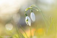 Schneeglöckchen