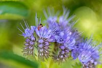 Phacelia