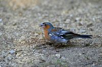 Vink