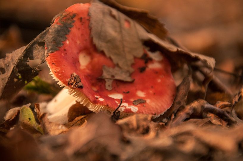 hide and seek van Evphotosplace