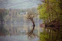 Arbre dans le lac