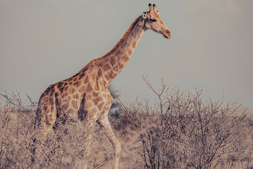 Giraffe im Etosha-Nationalpark in Namibia, Afrika von Patrick Groß