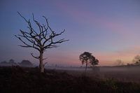 Eenzame boom op de Malpie