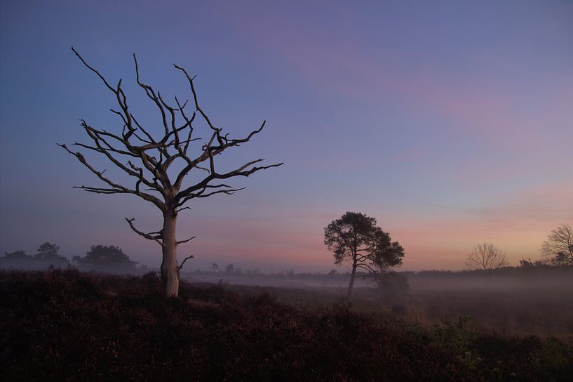 Eenzame boom op de Malpie von Jeroen Grit
