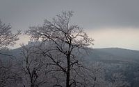 Großer Feldberg am Taunus