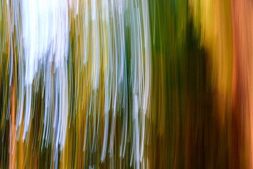 Forêt par Jenco van Zalk