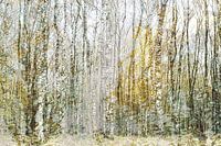Or et argent (montage créatif de bouleaux dans les tons or et argent)