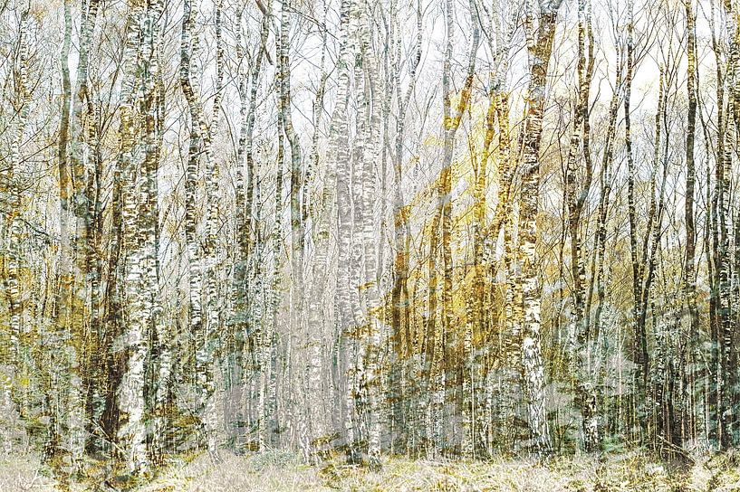 Gold und Silber (kreative Bearbeitung von Birkenbäumen in Gold- und Silbertönen) von Birgitte Bergman