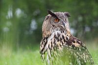 Uhu im Gras versteckt