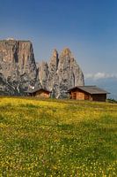 Almwiesen auf der Seiser Alm